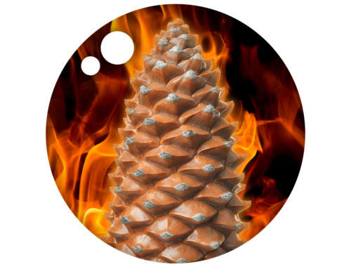 When Things Get Hot, Get Ready to Grow